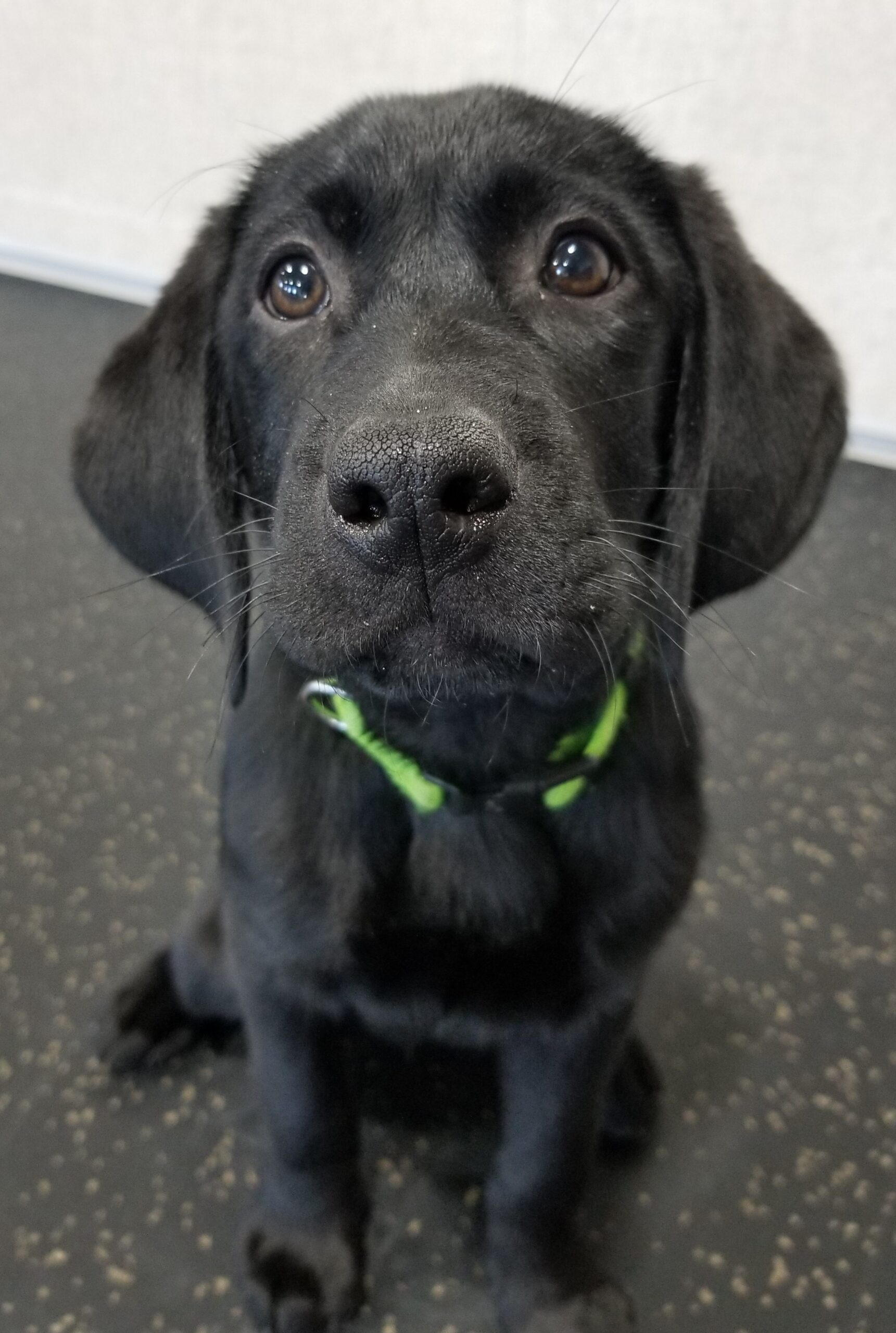 Smoky Mountain Service Dogs