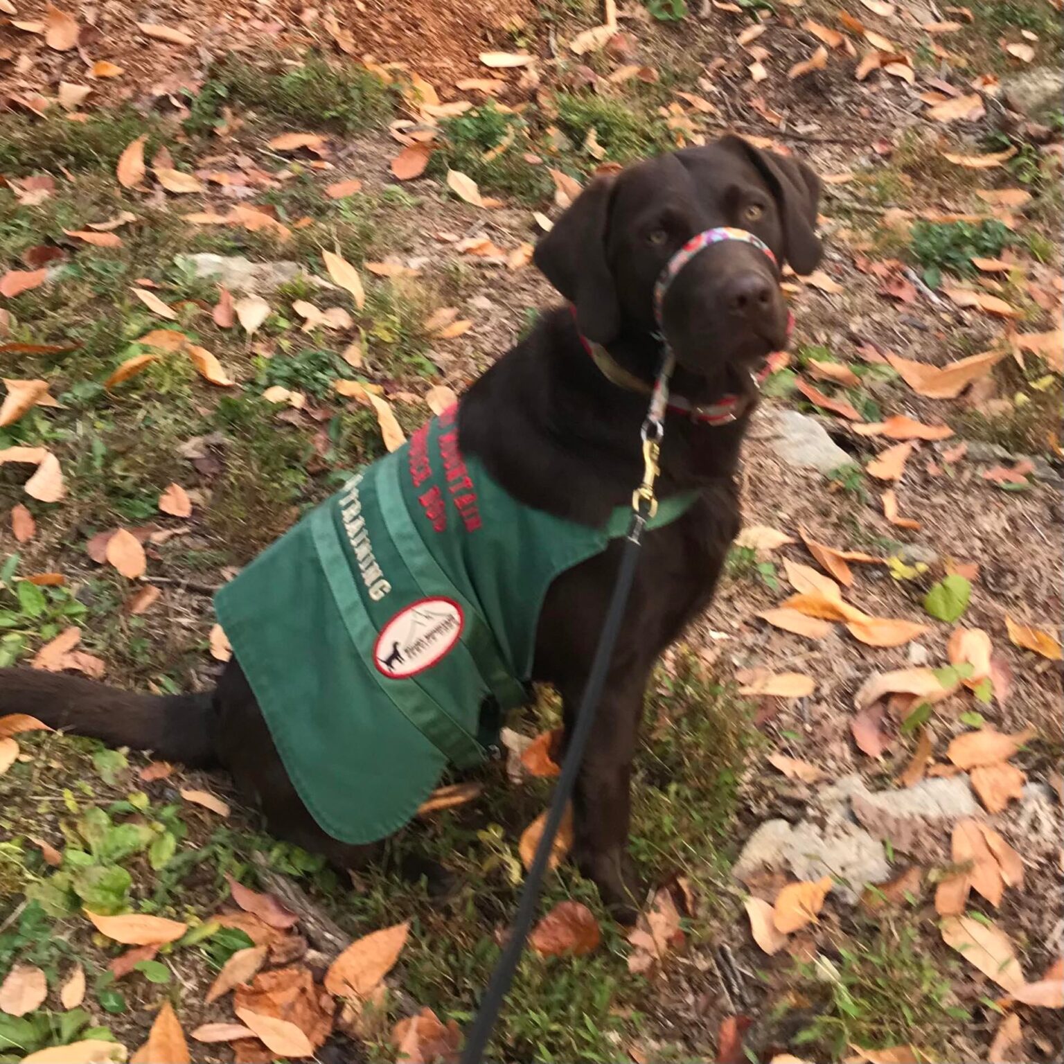 Smoky Mountain Service Dogs